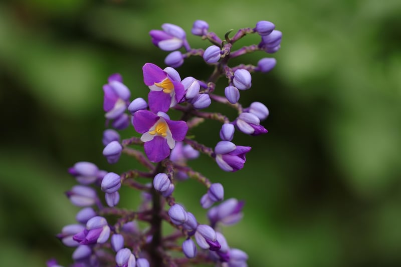 Celestial Orchid
